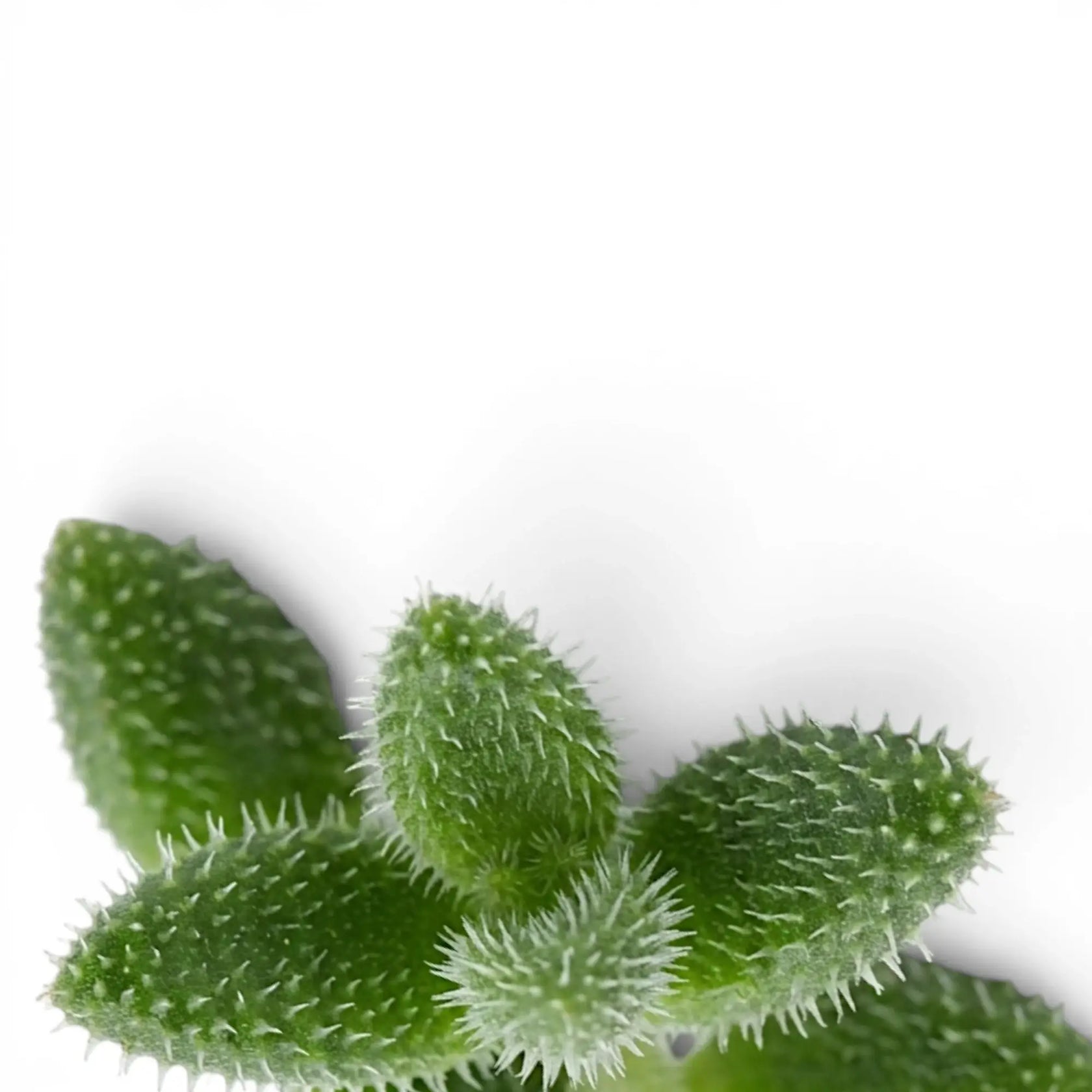Nahaufnahme der Blätter von Delosperma echinatum vor weißem Hintergrund.