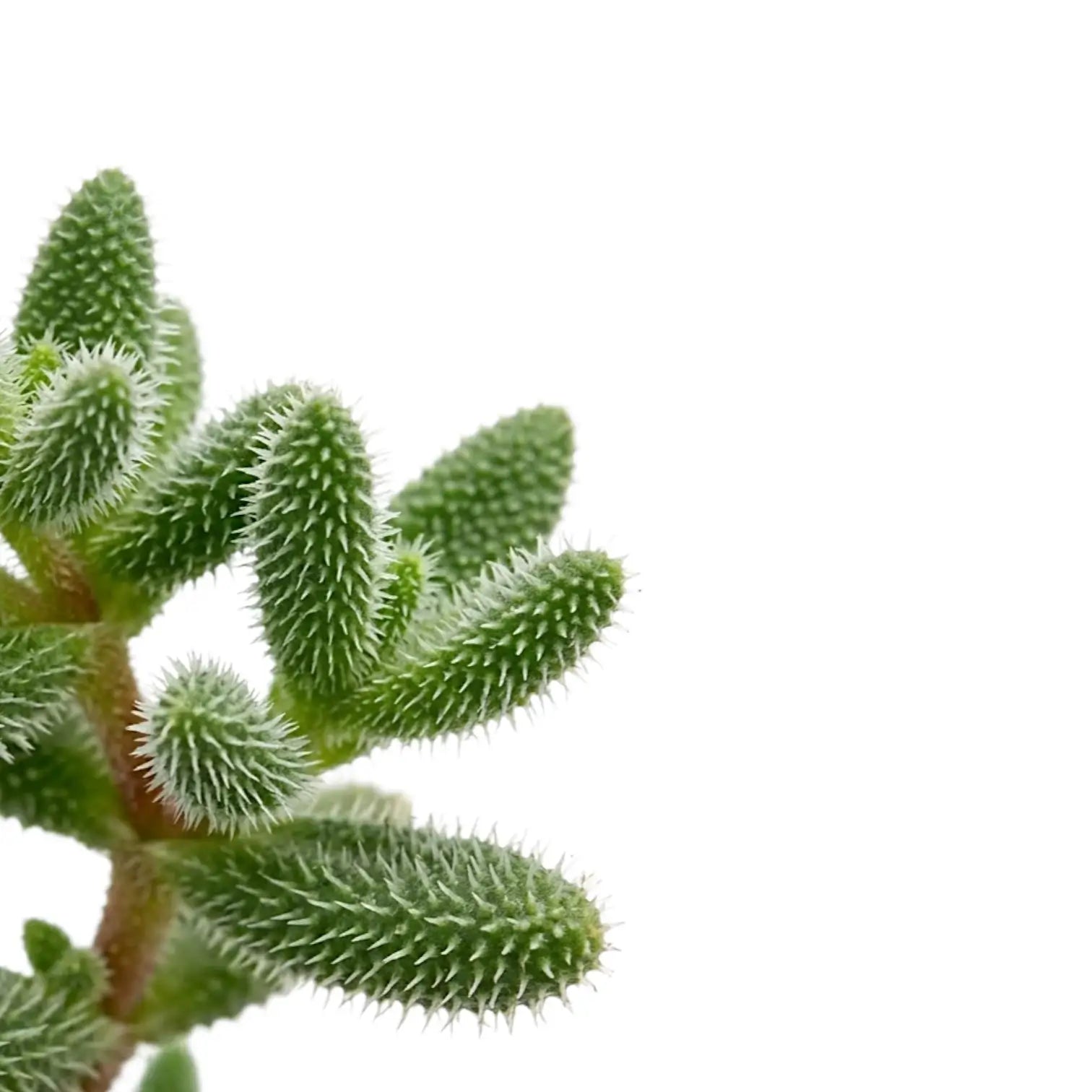 Nahaufnahme von Delosperma echinatum mit grünen, borstig wirkenden, spitz zulaufenden Blättern vor weißem Hintergrund.