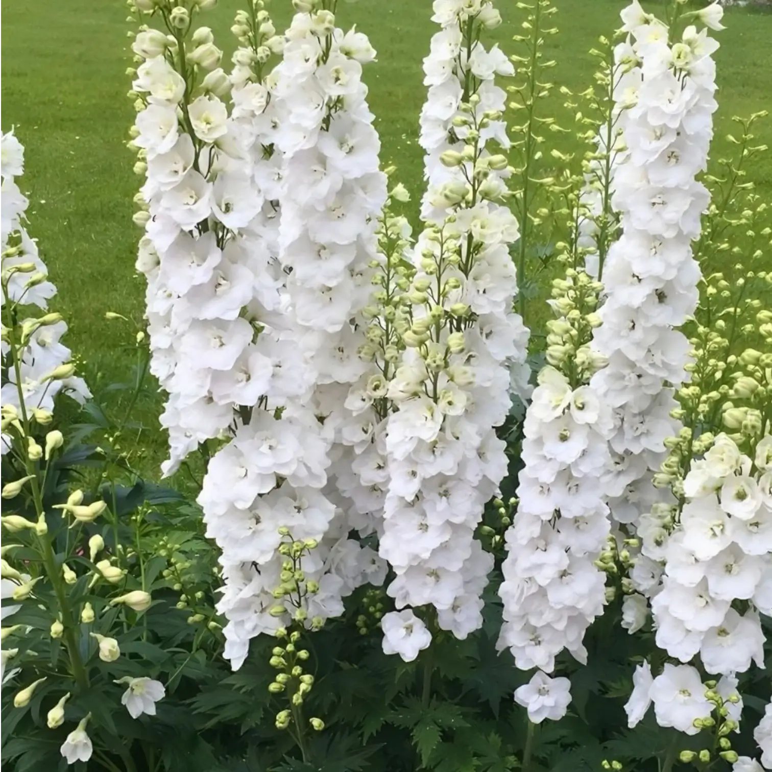 Delphinium 'Magic Fountains Pure White' – Nahaufnahme.