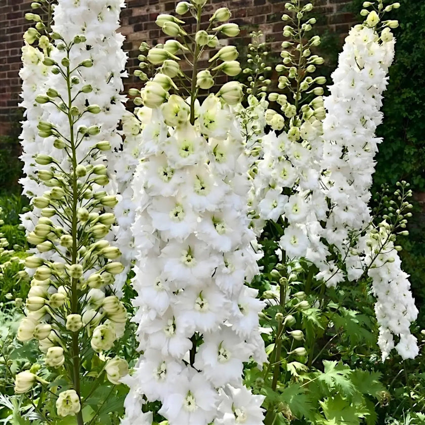 Delphinium 'Magic Fountains Pure White' plant detail.