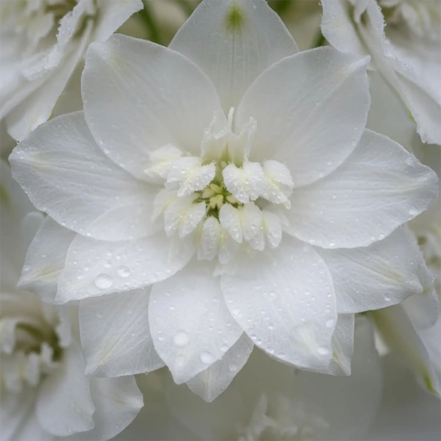 Delphinium 'Magic Fountains Pure White' – Detailaufnahme der Pflanze.