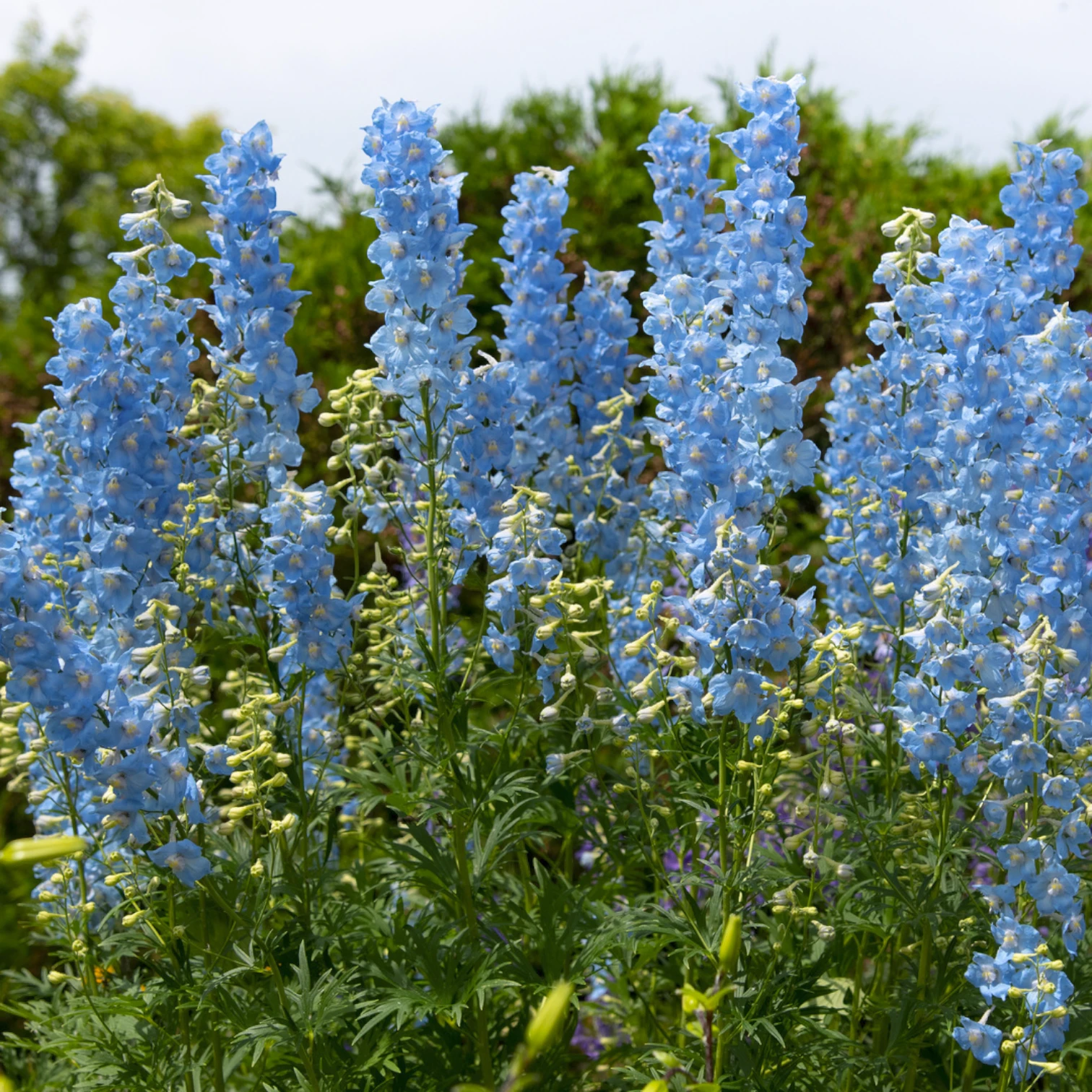 Delphinium 'Magic Fountains Sky Blue' plant detail.