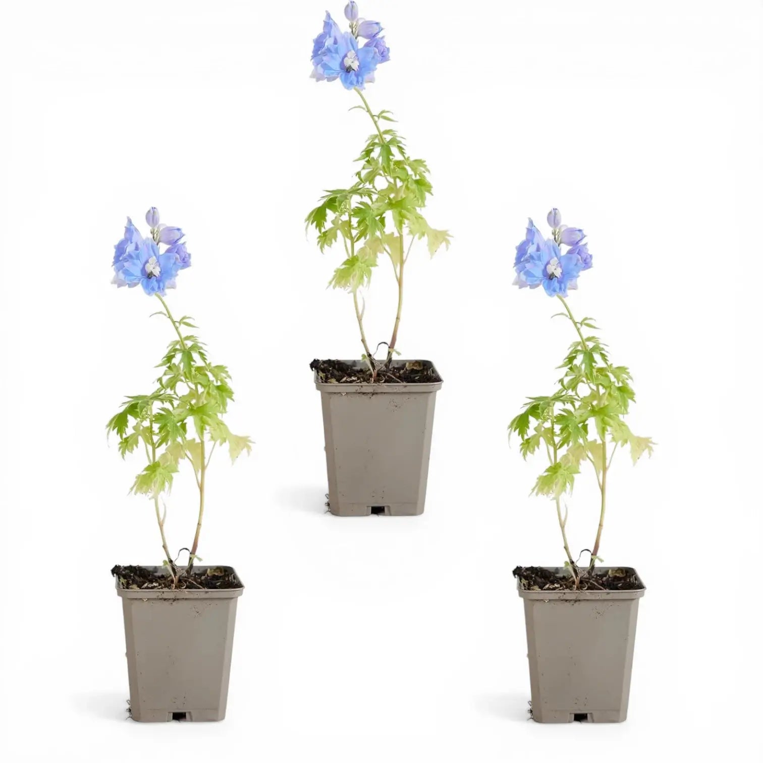 Delphinium 'Magic Fountains Sky Blue' plant detail.