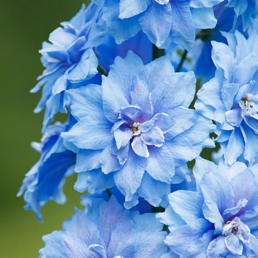 Delphinium 'Magic Fountains Sky Blue' plant detail.