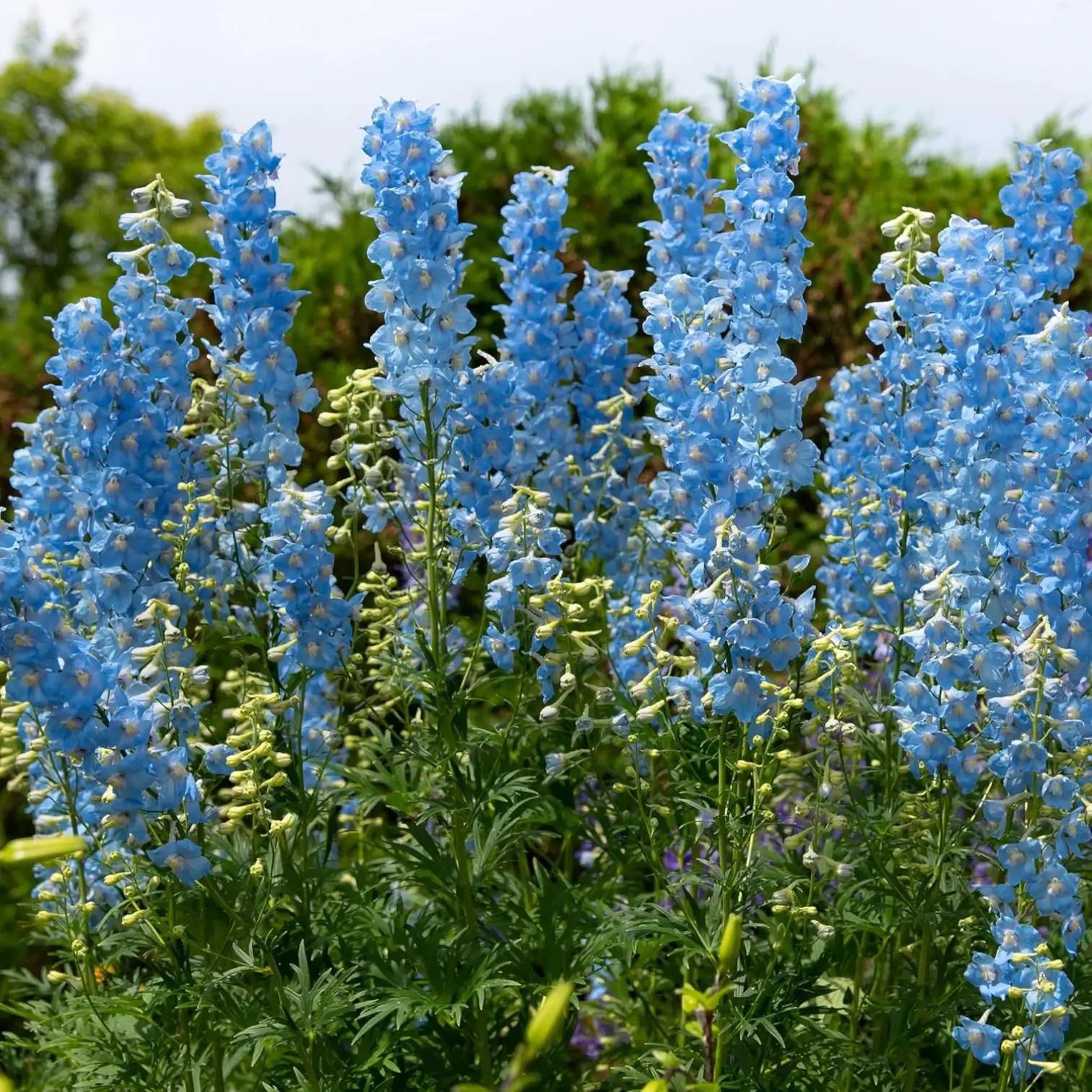 Delphinium 'Magic Fountains Sky Blue' plant detail.