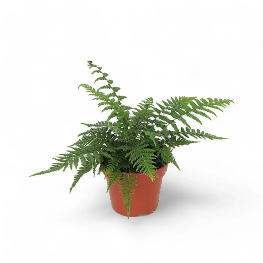 Dicksonia antarctica potted plant in nursery pot on white background.