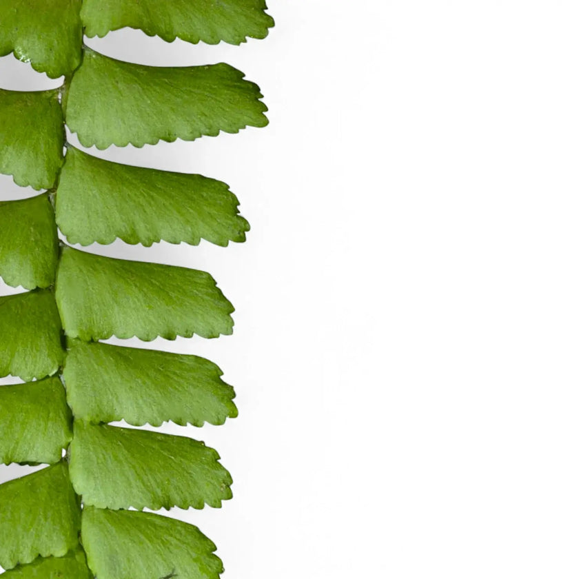 Didymochlaena truncatula close-up of leaf on white background.