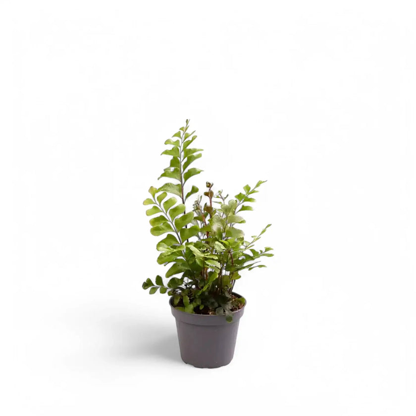 Didymochlaena truncatula potted plant in nursery pot on white background.