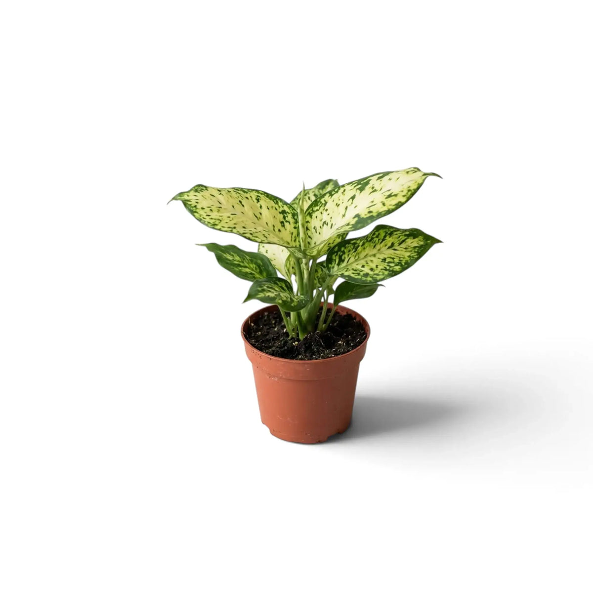 Young Dieffenbachia 'Amy' in a brown pot with pale, green-speckled leaves spreading sideways