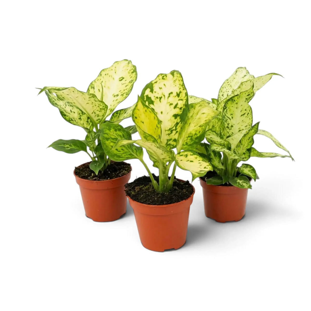 Three young Dieffenbachia 'Amy' plants in brown pots with cream leaves and green flecks