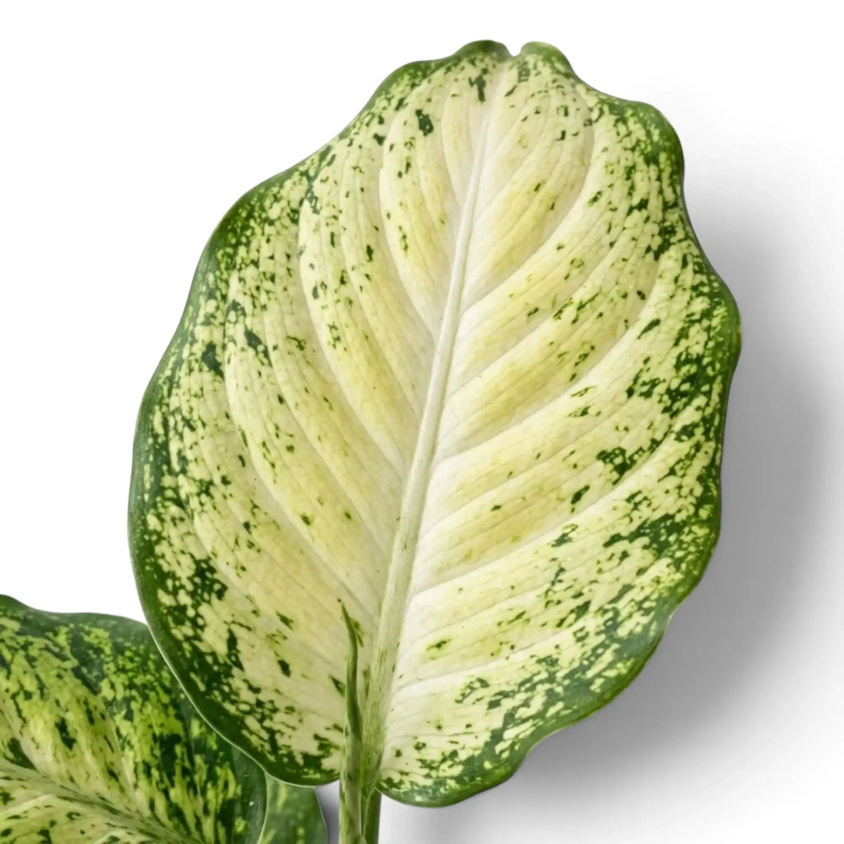 Broad Dieffenbachia 'Amy' leaf with pale cream colouring and fine green mottling along the edge