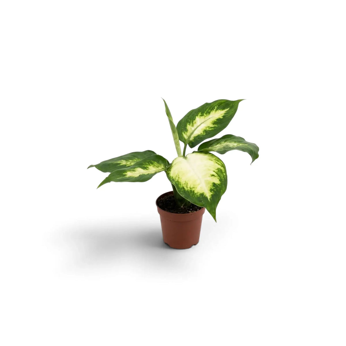Dieffenbachia 'Camilla' als Jungpflanze mit breiten ovalen Blättern, cremefarbenen Partien und verschiedenen Grüntönen