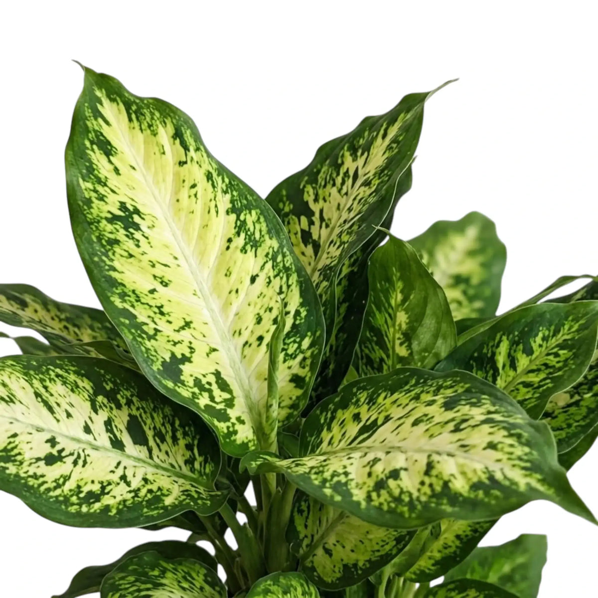Nahaufnahme von Dieffenbachia-'Compacta'-Blättern mit cremeweißer Marmorierung und dunkelgrünen Sprenkeln
