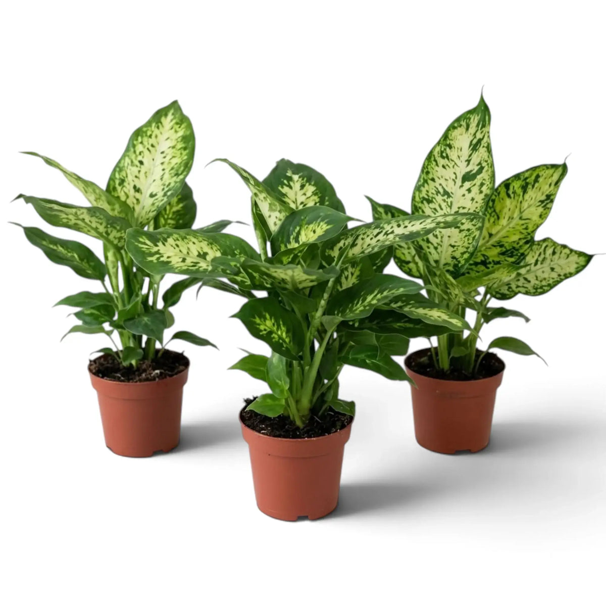 Drei Dieffenbachia 'Compacta' in braunen Töpfen mit aufrechtem, cremeweiß-grün gesprenkeltem Blattwerk