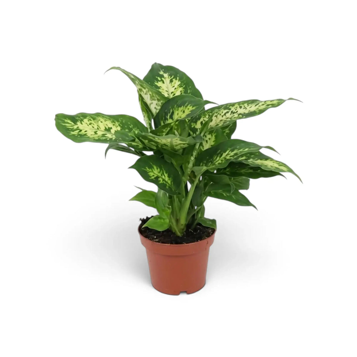 Dieffenbachia 'Compacta' im braunen Topf mit breiten, cremeweiß gemusterten Blättern und dunkelgrünen Rändern