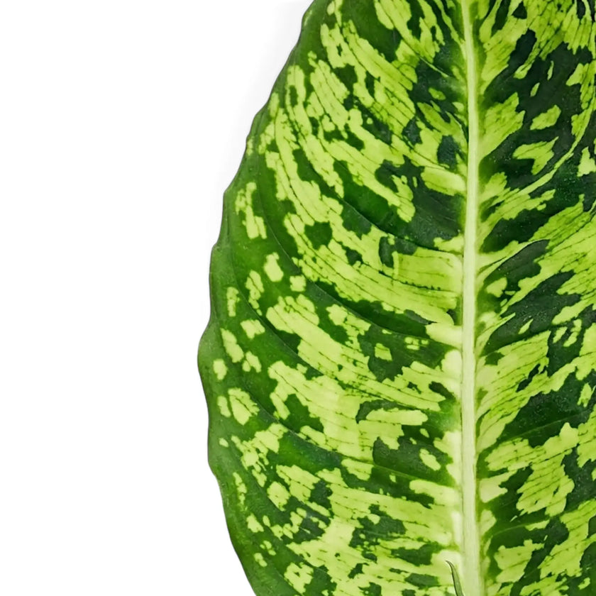 Aufrechtes Einzelblatt der Dieffenbachia 'Reflector' mit heller Mittelrippe und unregelmäßiger limettengrüner Zeichnung.