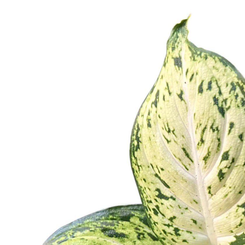 Dieffenbachia seguine 'Amy' close-up of leaf on white background.