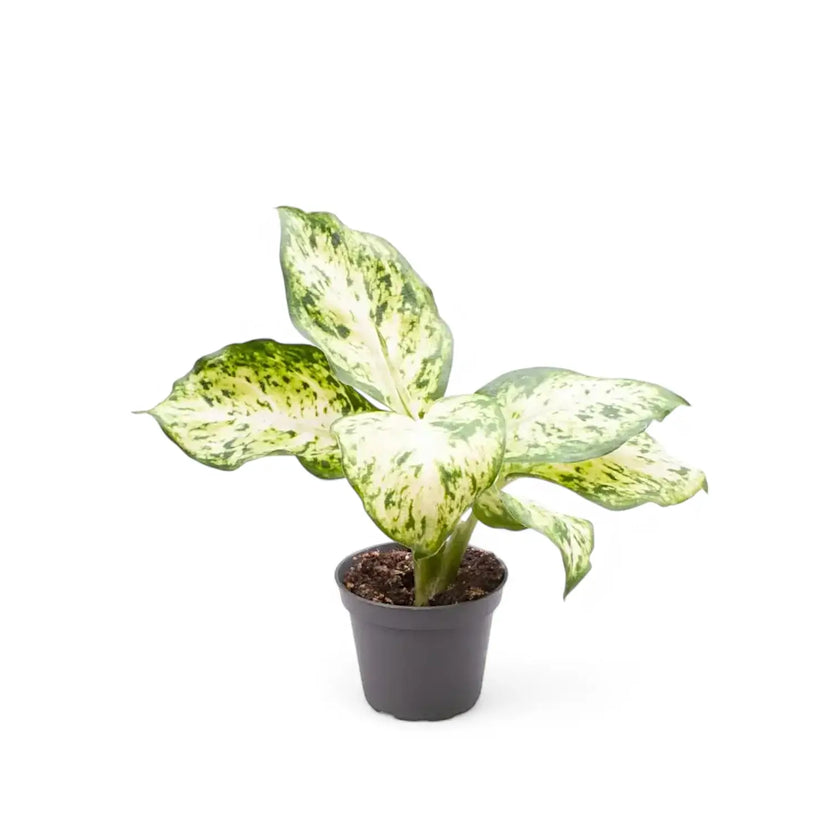 Dieffenbachia seguine 'Amy' potted plant in nursery pot on white background.