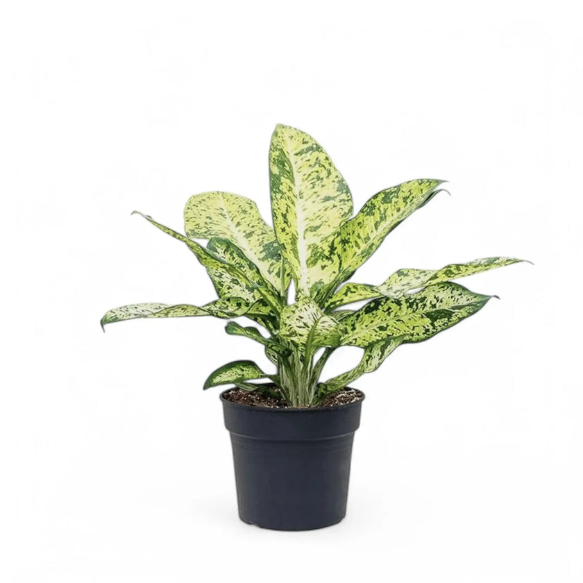 Dieffenbachia seguine 'Banana' potted plant in nursery pot on white background.