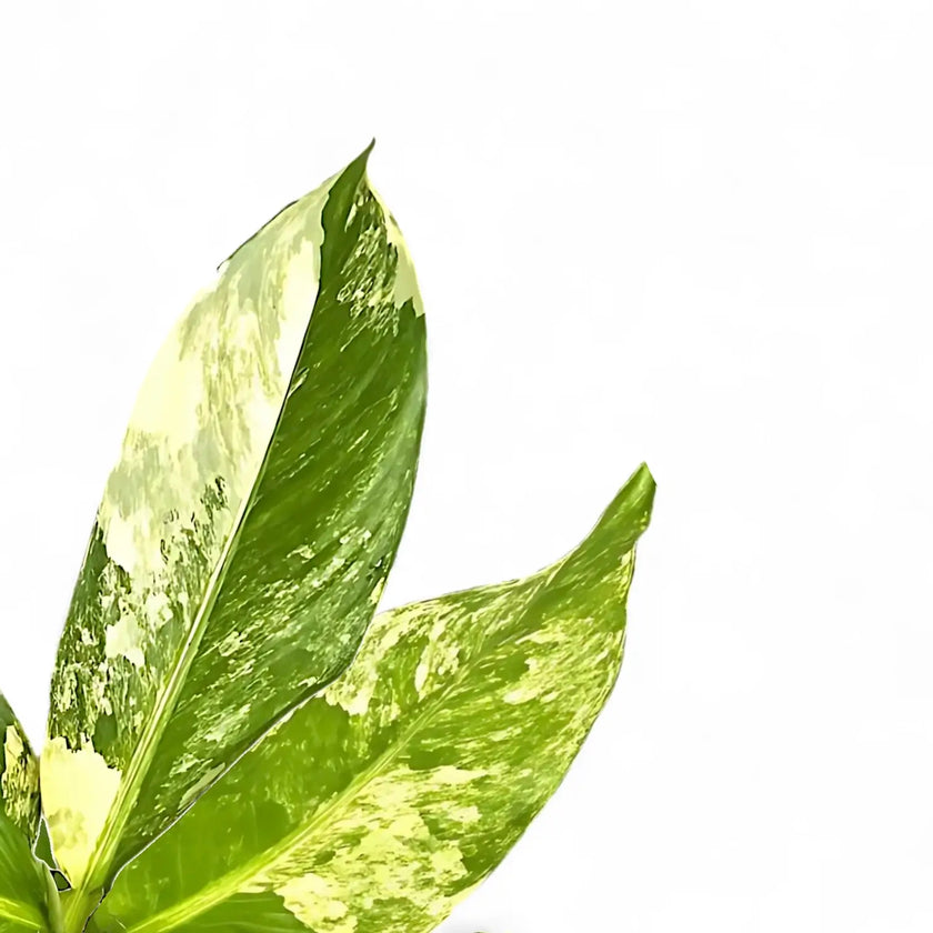 Dieffenbachia seguine 'Big Ben' leaf detail on white background.