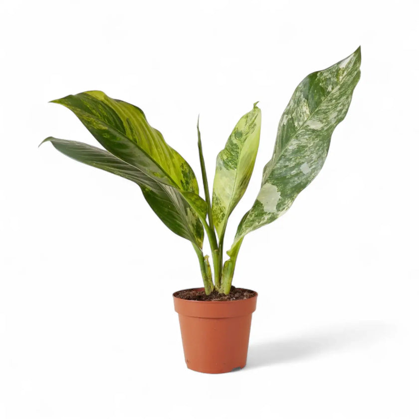 Dieffenbachia seguine 'Big Ben' potted plant in nursery pot on white background.