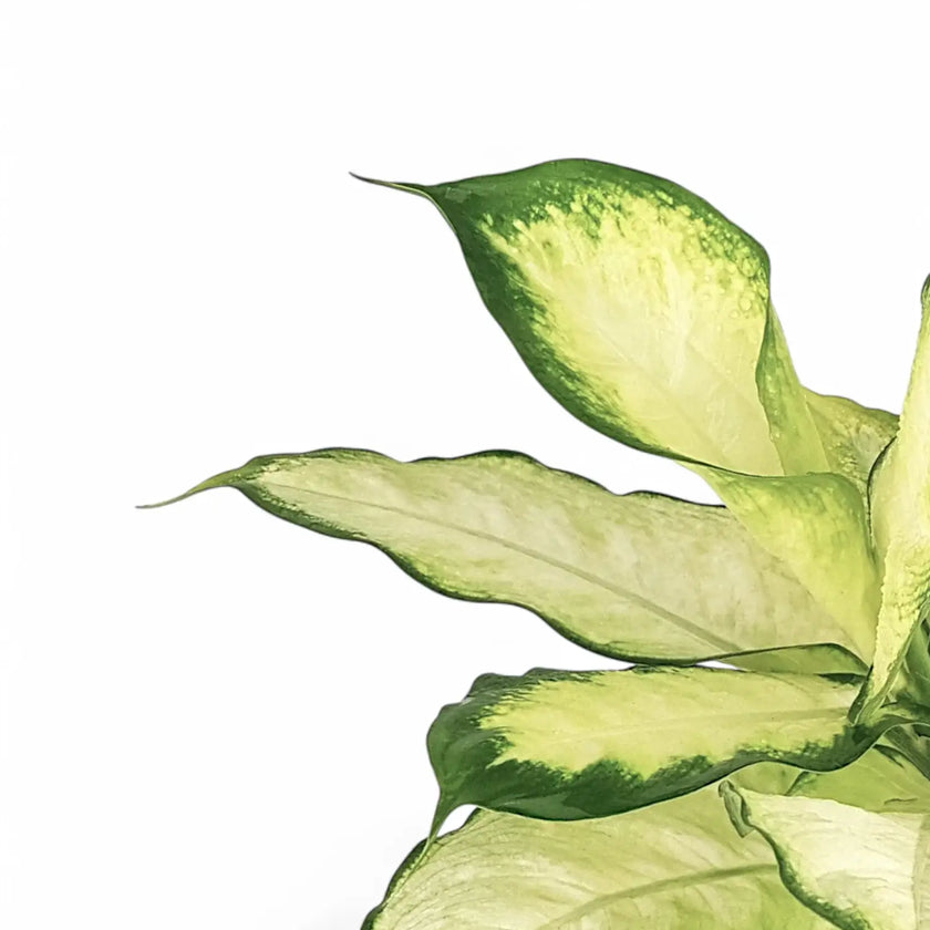 Dieffenbachia seguine 'Camilla' leaf detail on white background.