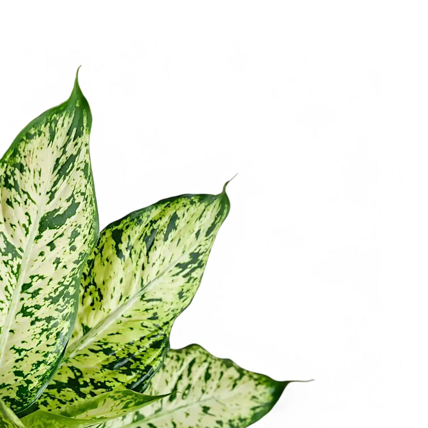 Dieffenbachia seguine 'Compacta' close-up of leaf on white background.