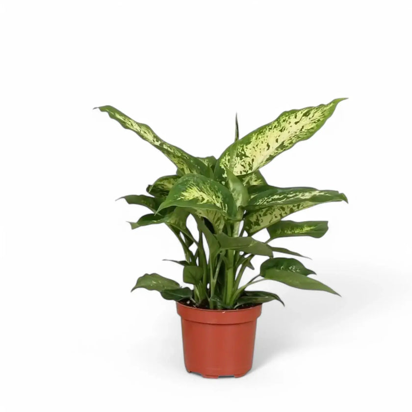 Dieffenbachia seguine 'Compacta' potted plant in nursery pot on white background.