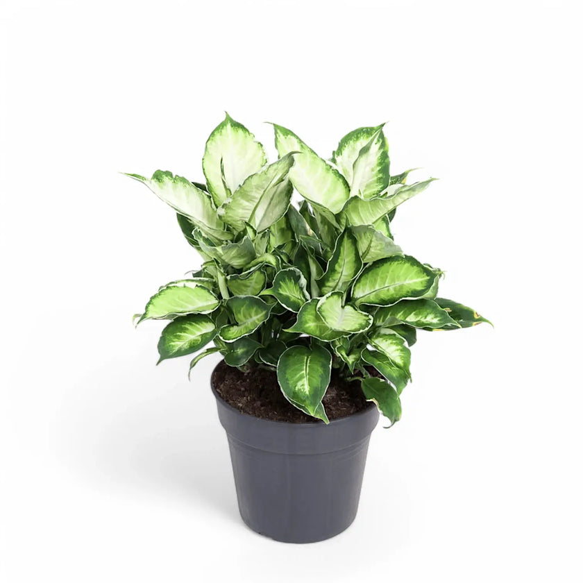 Dieffenbachia seguine 'Cool Beauty' potted plant in nursery pot on white background.