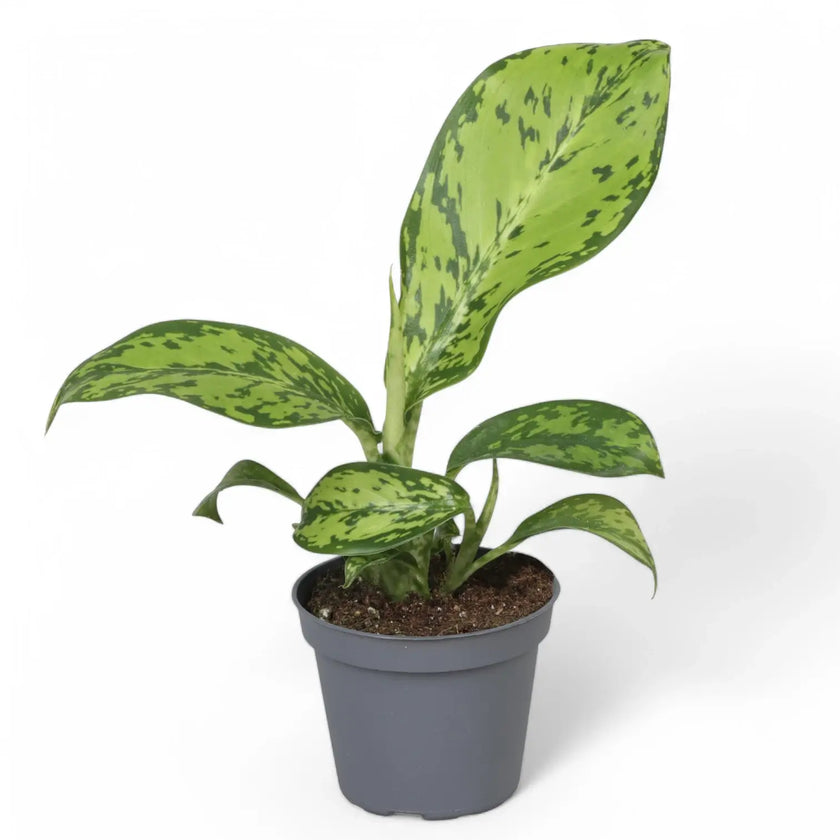 Dieffenbachia seguine 'Crocodile' potted plant in nursery pot on white background.
