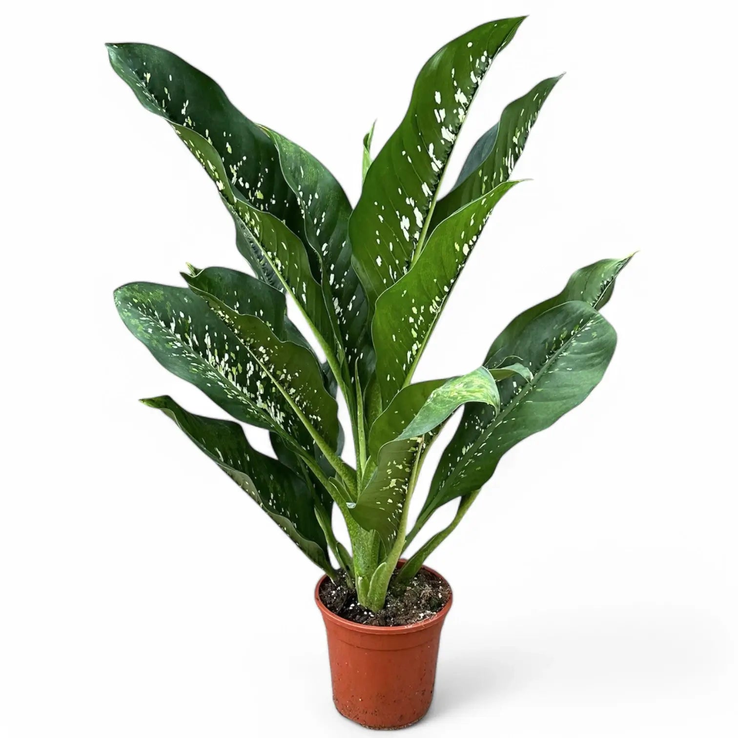 Dieffenbachia seguine 'Crocodile' – Topfpflanze im Kulturtopf vor weißem Hintergrund, Produktfoto 5.