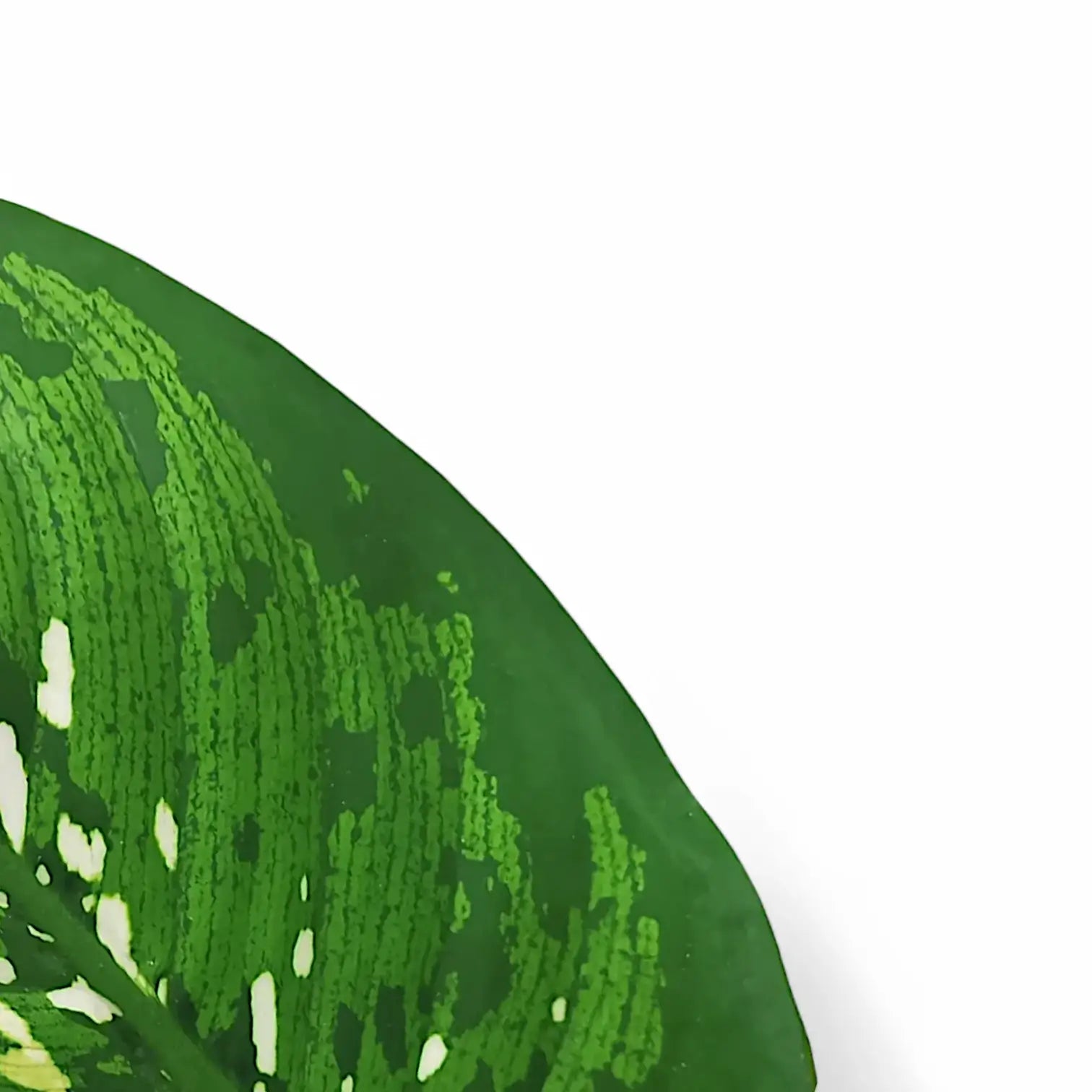 Dieffenbachia seguine 'Crocodile' – Topfpflanze im Kulturtopf vor weißem Hintergrund, Produktfoto 6.