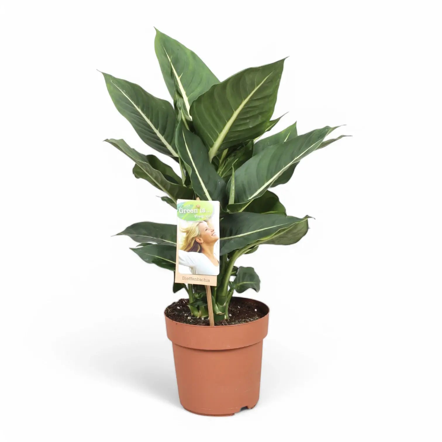 Dieffenbachia seguine 'Green Magic' aka 'Sterling' potted plant in nursery pot on white background.