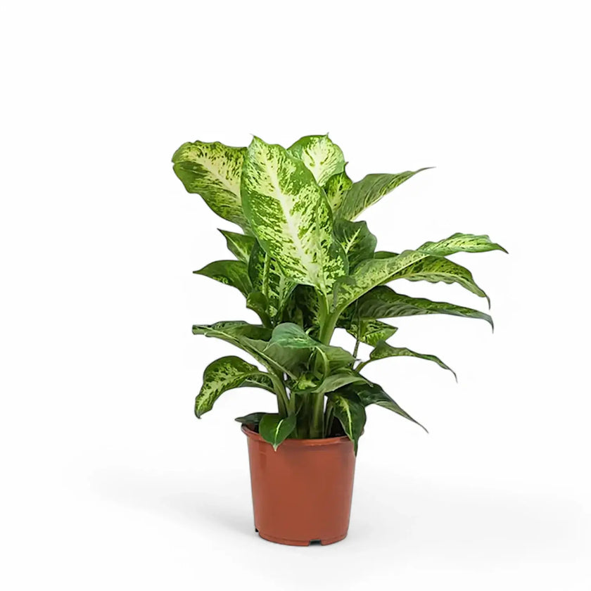 Dieffenbachia seguine 'Mars' potted plant in nursery pot on white background.