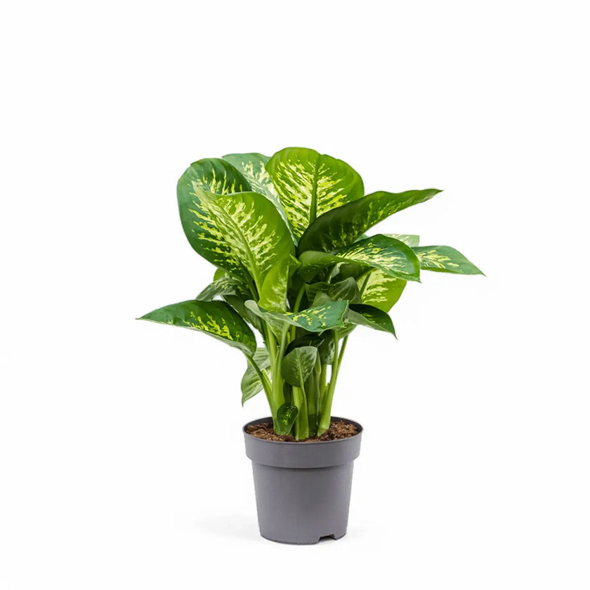 Dieffenbachia seguine 'Reeva' potted plant in nursery pot on white background.