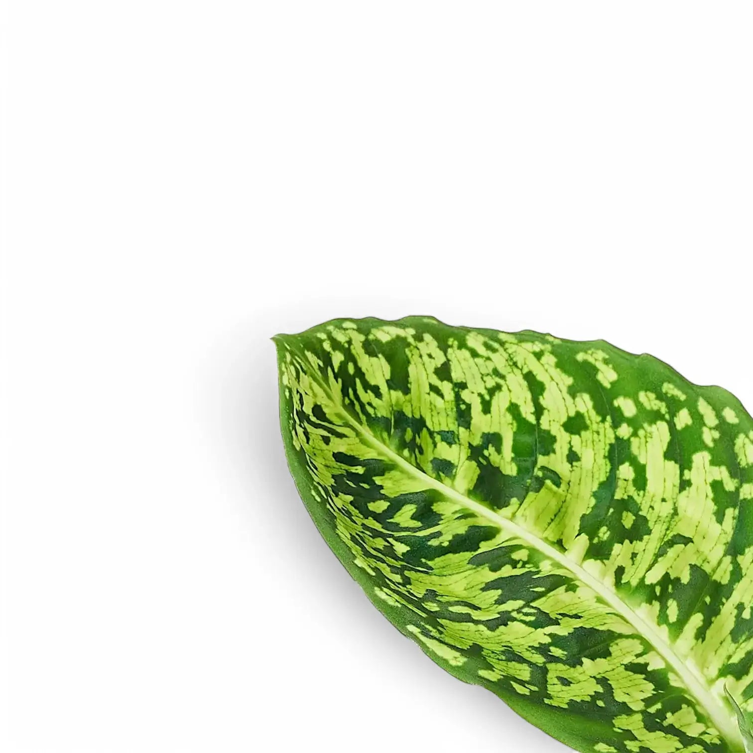 Dieffenbachia seguine 'Reflector' leaf detail on white background.