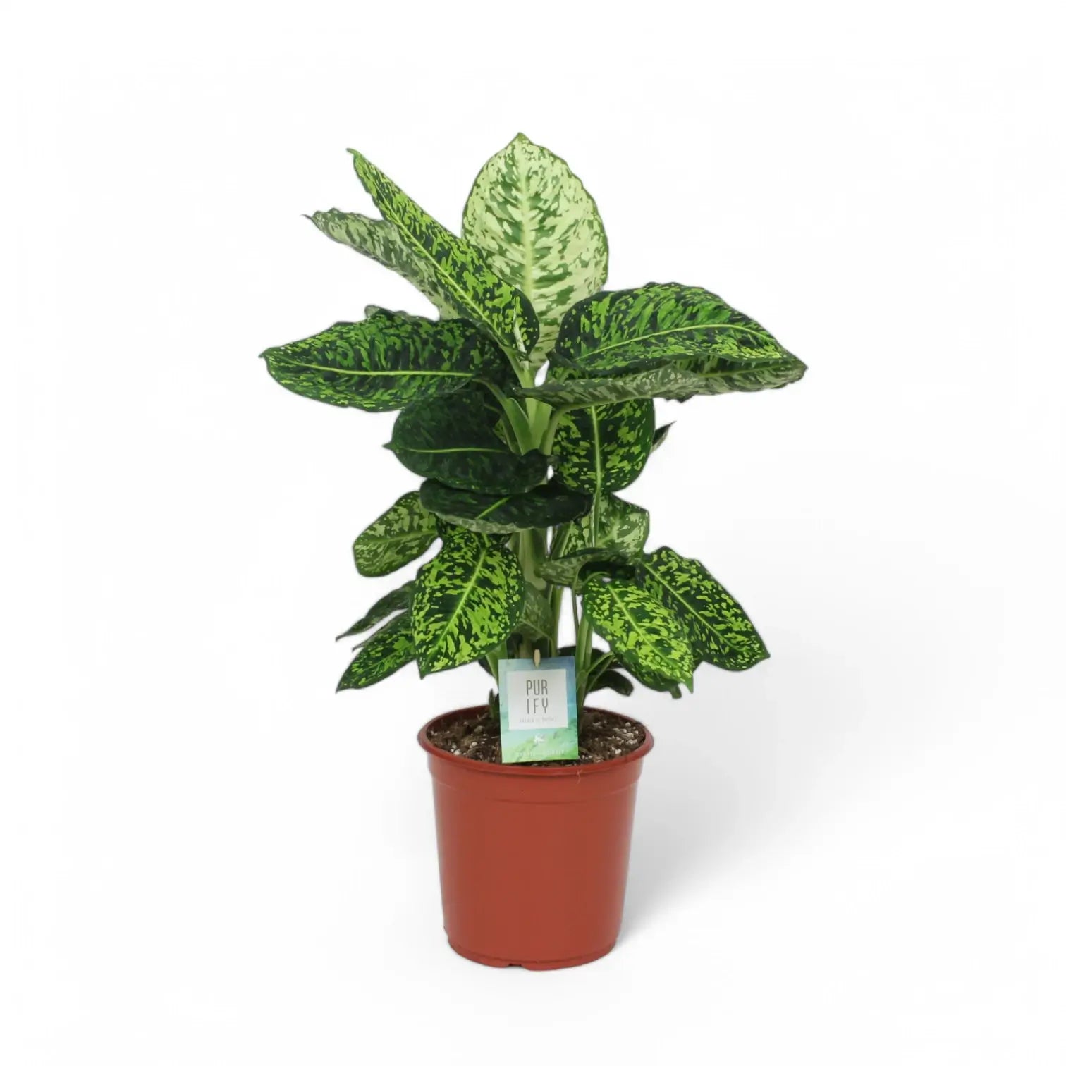 Dieffenbachia seguine 'Reflector' potted plant in nursery pot on white background.