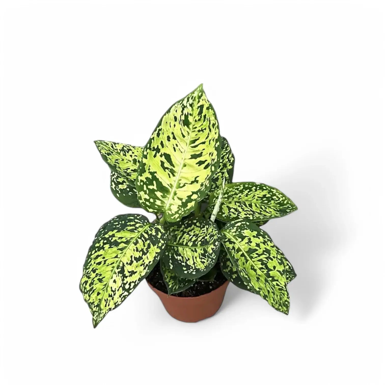 Dieffenbachia seguine 'Reflector' potted plant in nursery pot on white background.