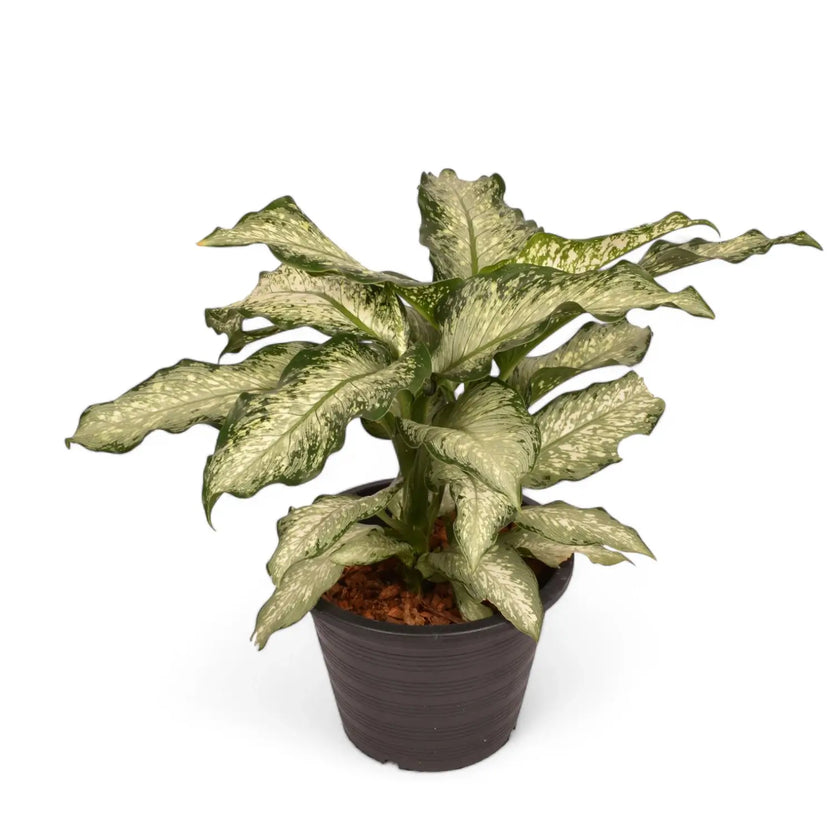 Dieffenbachia seguine 'Tiki' potted plant in nursery pot on white background.