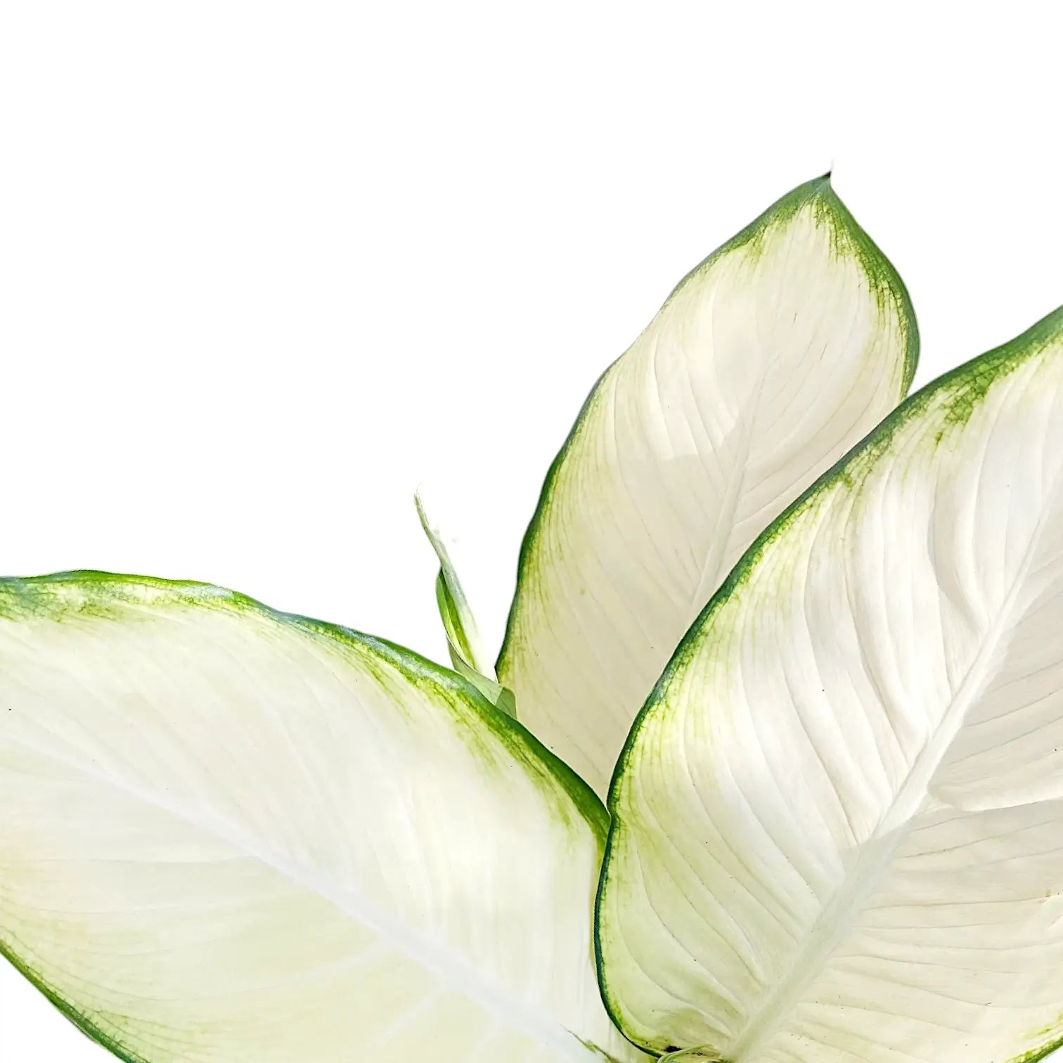 Dieffenbachia seguine 'Tropic Marianne' leaf detail on white background.