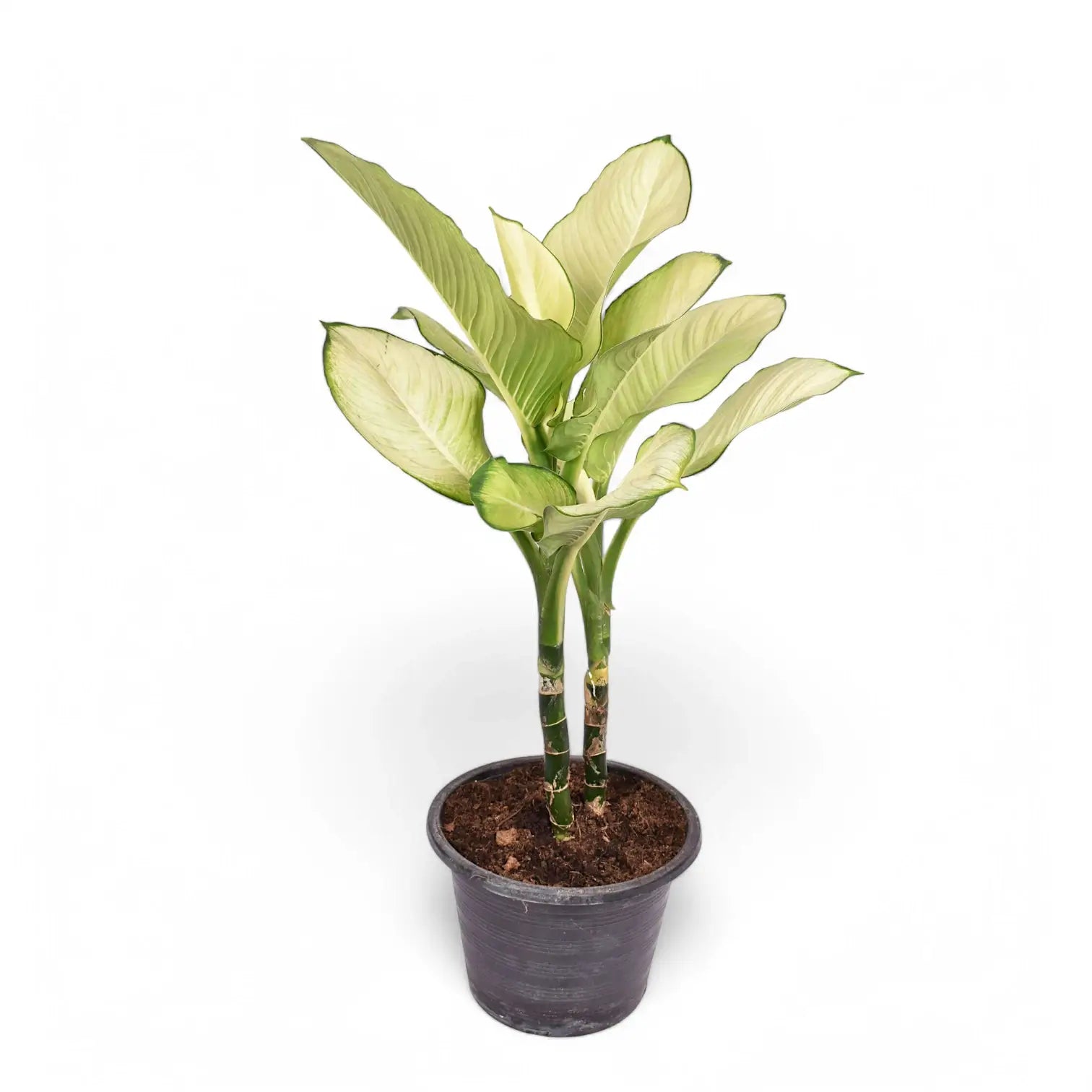 Dieffenbachia seguine 'Tropic Marianne' potted plant in nursery pot on white background.