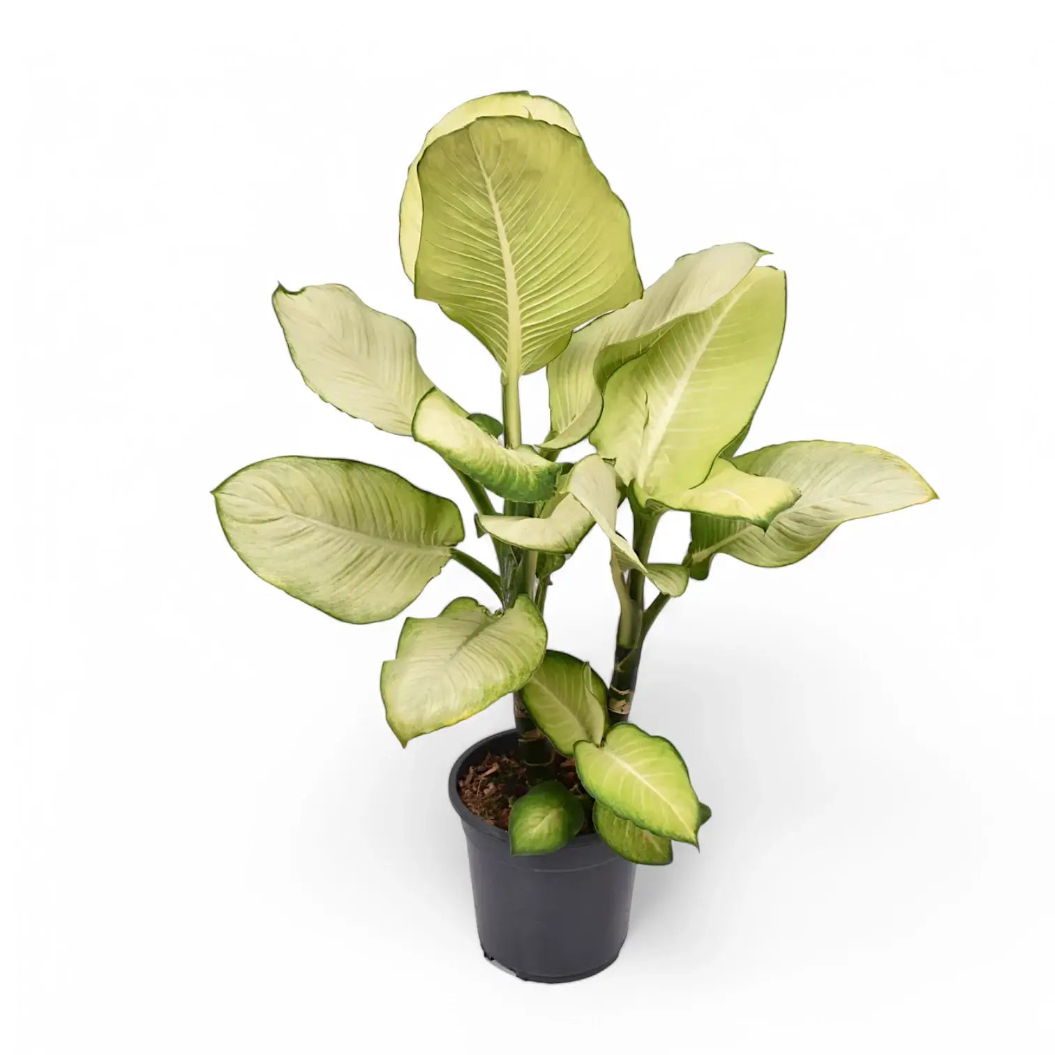 Dieffenbachia seguine 'Tropic Marianne' potted plant in nursery pot on white background.