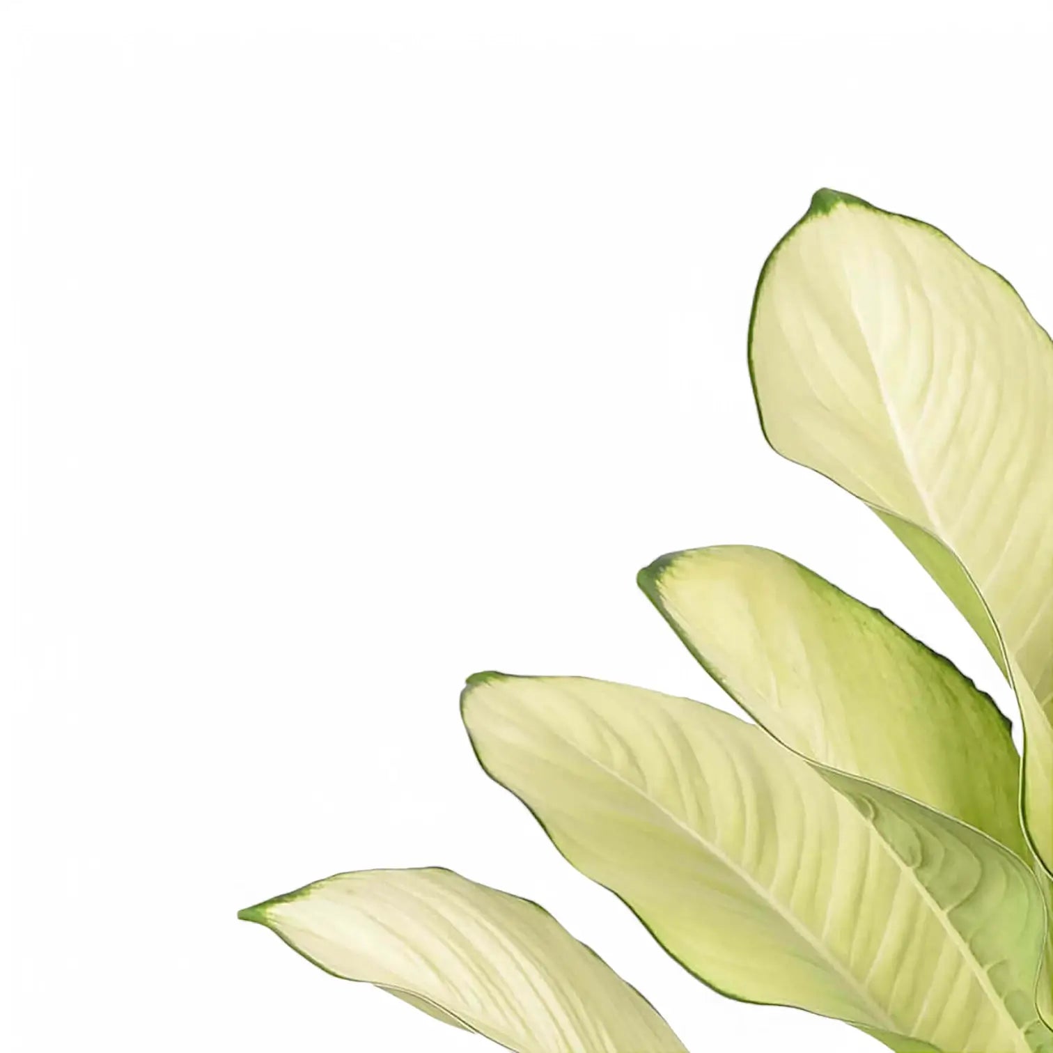 Dieffenbachia seguine 'Tropic Marianne' potted plant in nursery pot on white background.