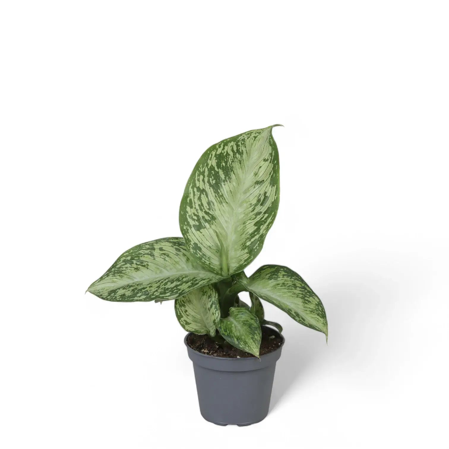 Dieffenbachia seguine 'Tropic Snow' potted plant in nursery pot on white background.