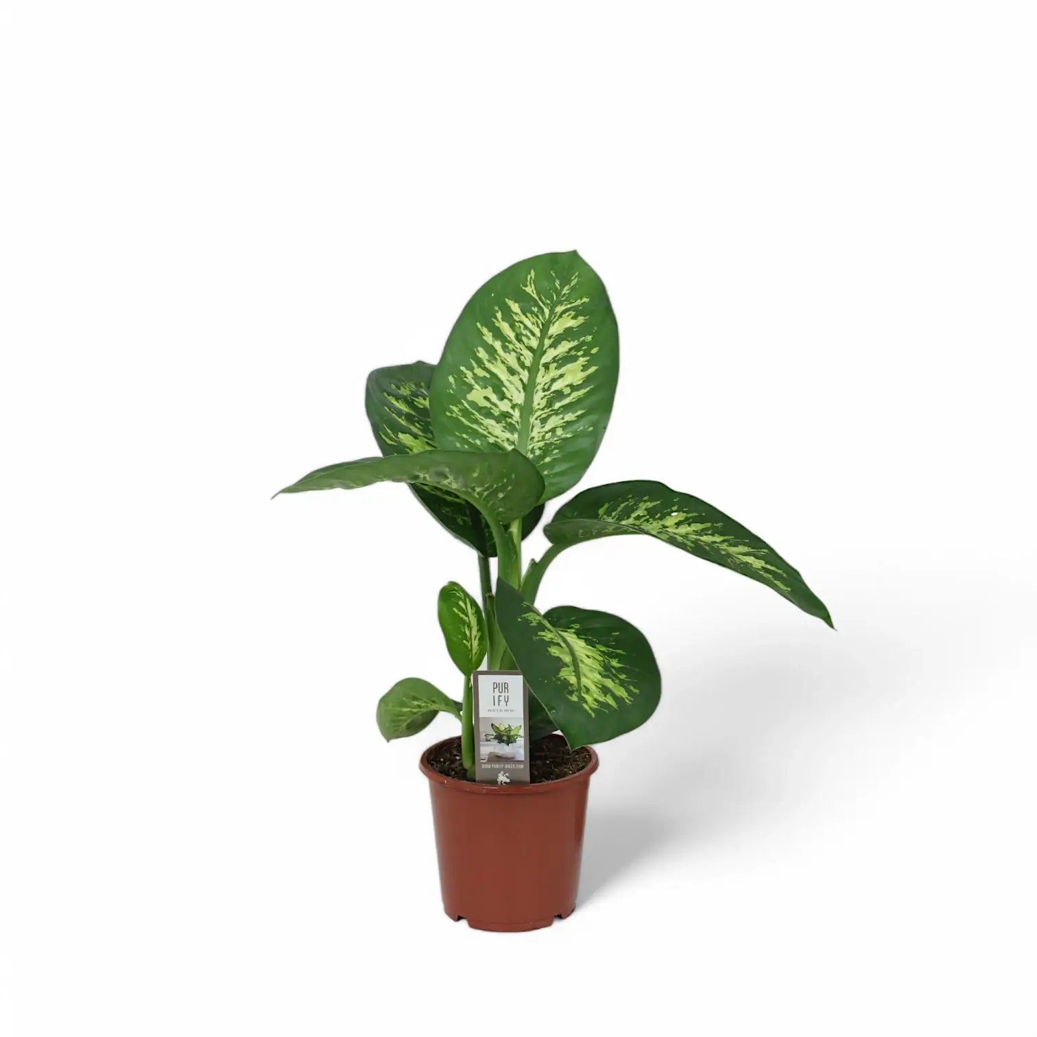 Dieffenbachia seguine 'Tropic Snow' potted plant in nursery pot on white background.