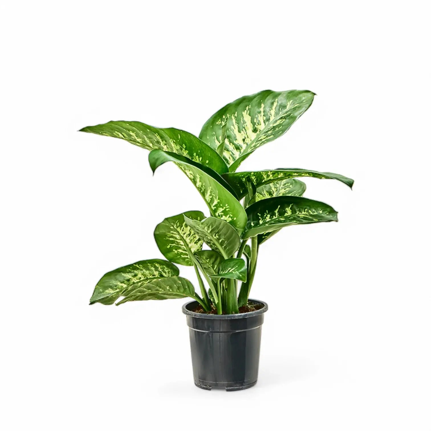 Dieffenbachia seguine 'Tropic Snow' potted plant in nursery pot on white background.