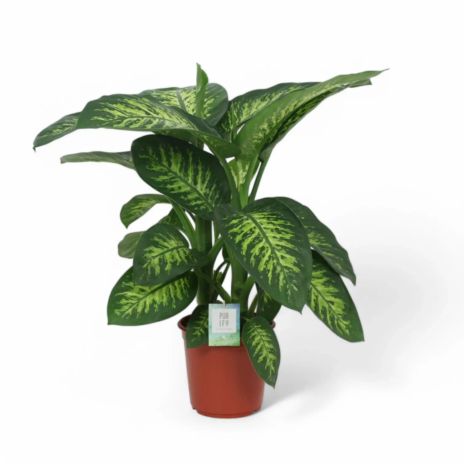 Dieffenbachia seguine 'Tropic Snow' potted plant in nursery pot on white background.