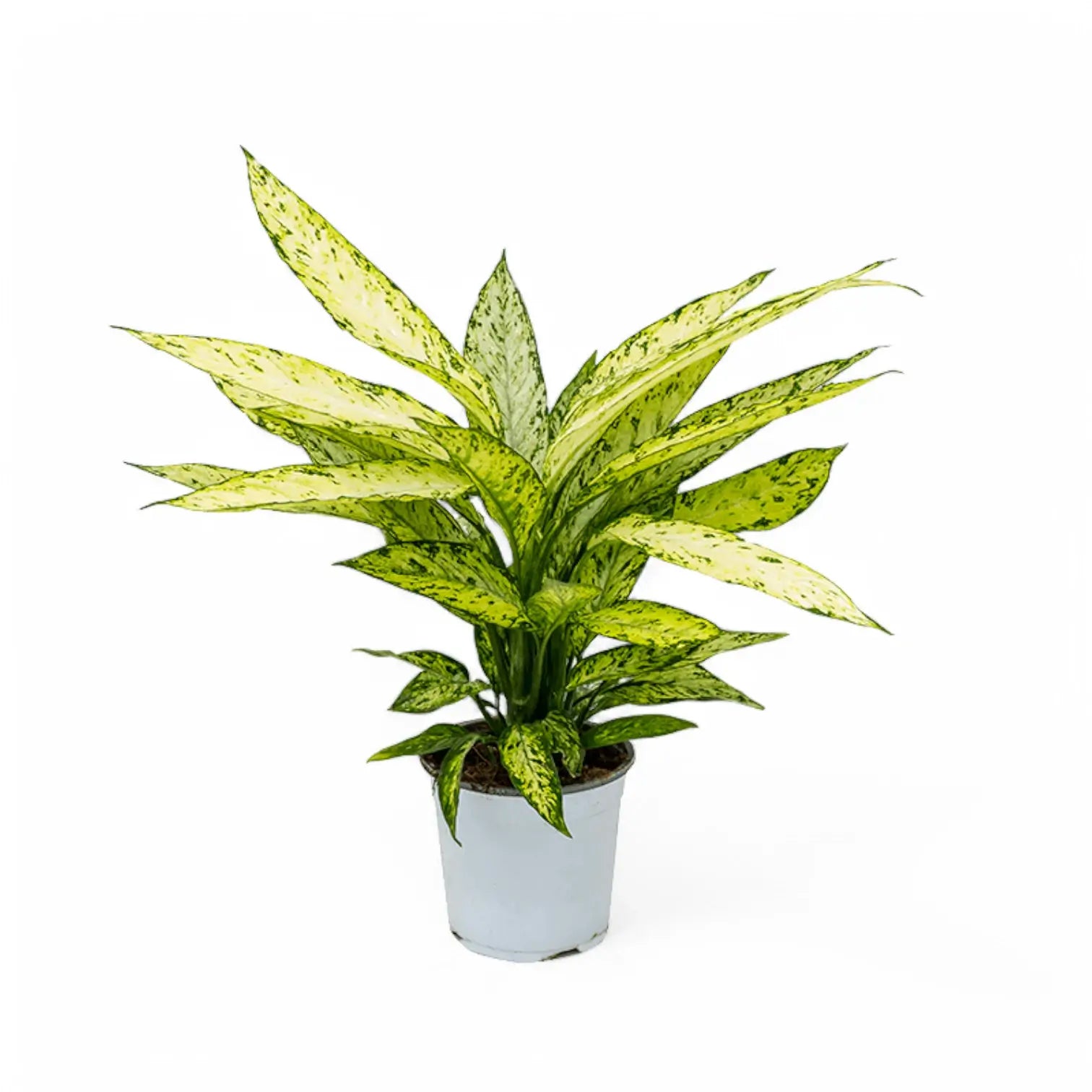 Dieffenbachia seguine 'Vesuvius' Zimmerpflanze im Anzuchttopf vor weißem Hintergrund, Produktfoto 3.