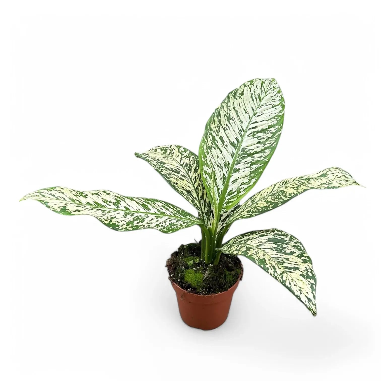 Dieffenbachia seguine 'White Etna' potted plant in nursery pot on white background.
