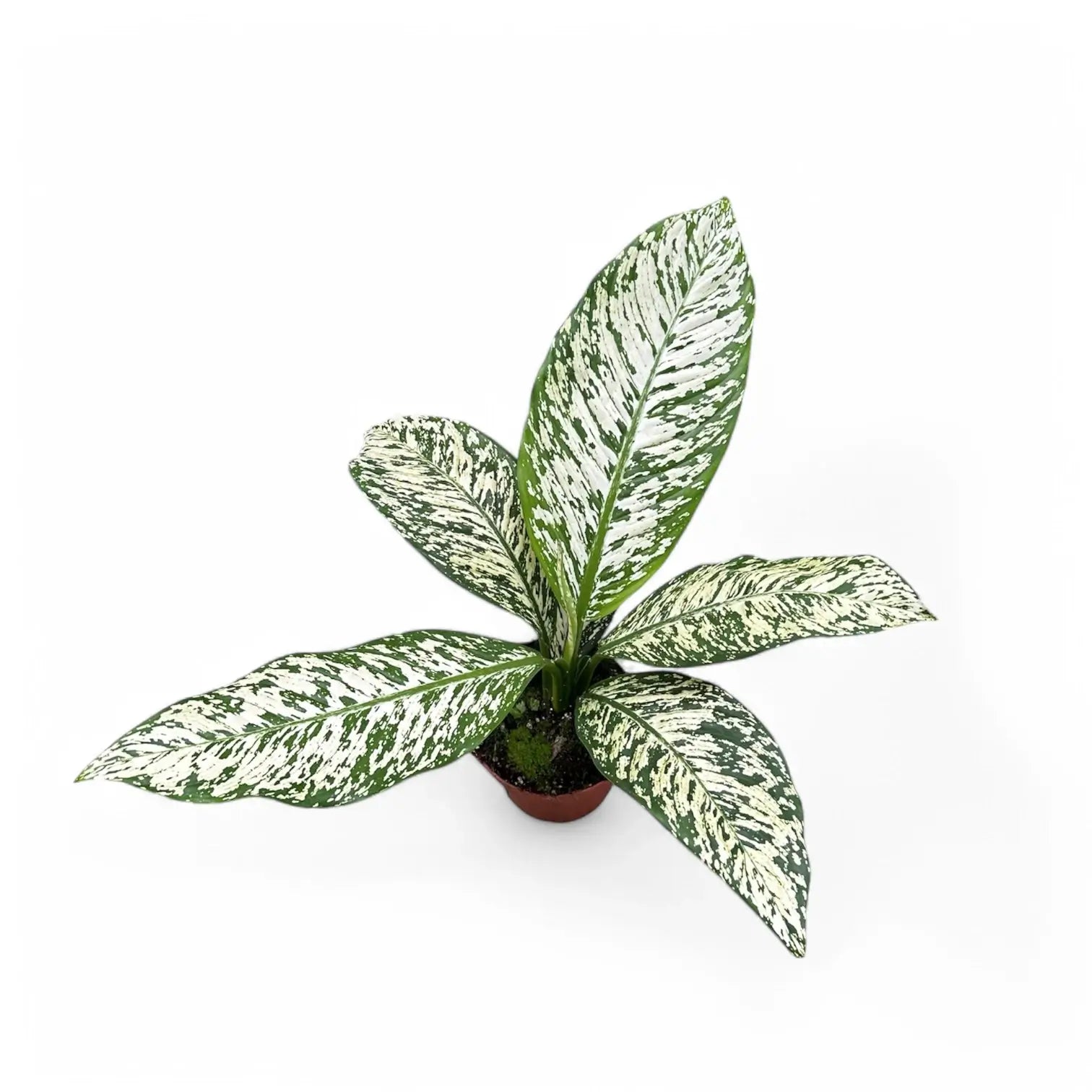 Dieffenbachia seguine 'White Etna' potted plant in nursery pot on white background.